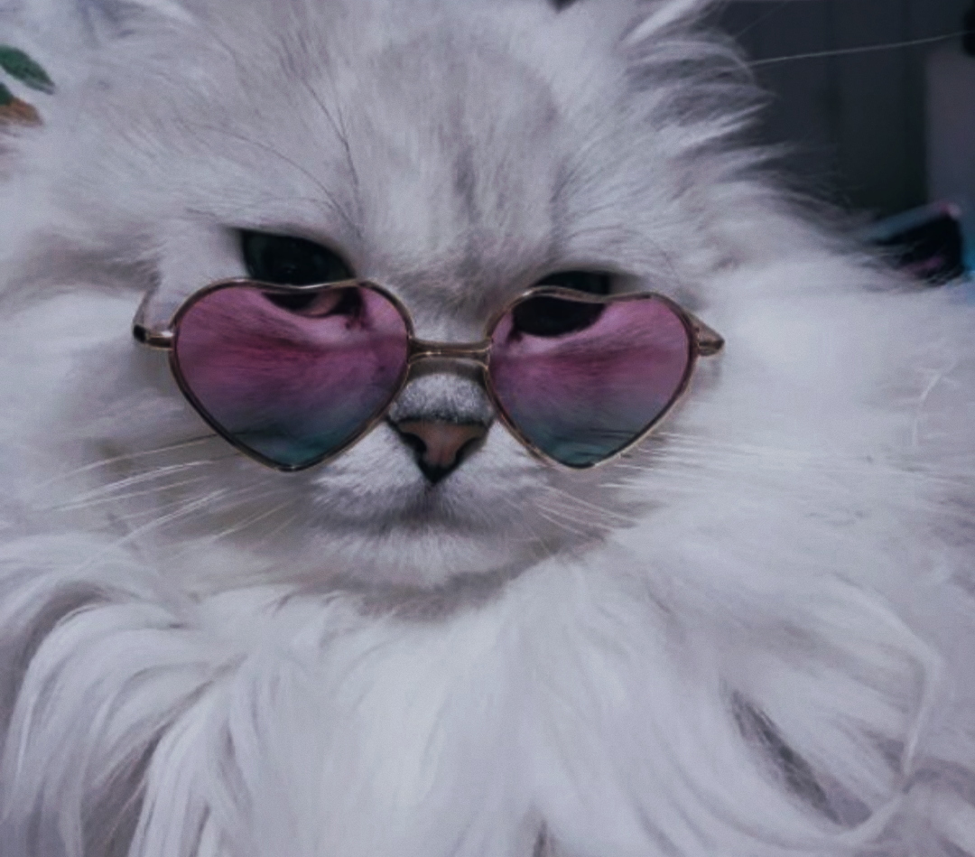 Ава кис. Кот в очках. Кот в розовых очках. Котик с очками. Белая кошка в розовых очках.