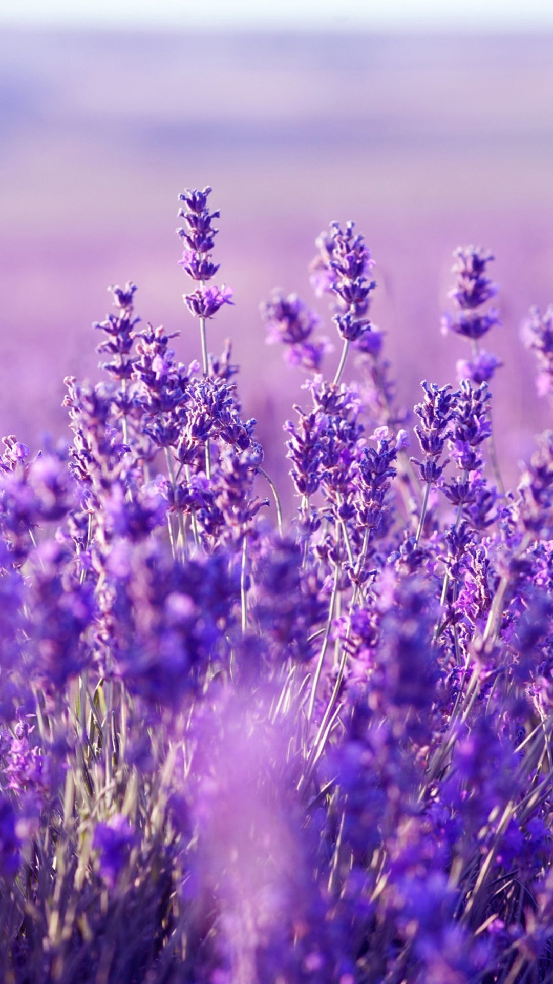 Iphone lavender aesthetic wallpapers