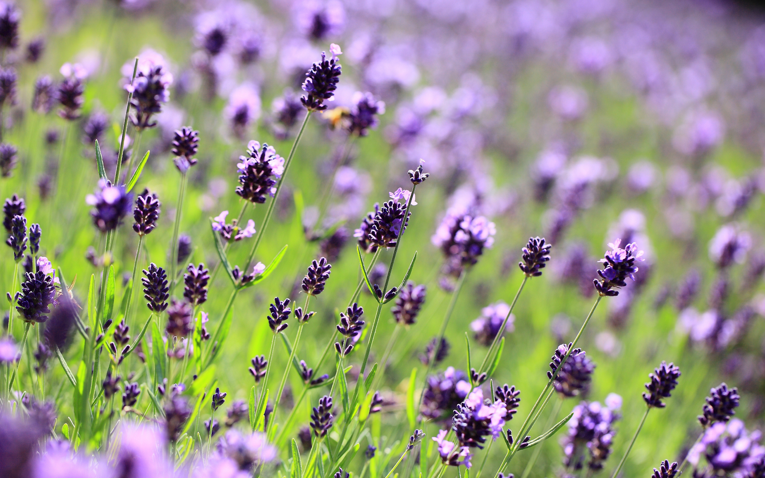 Lavender hd papers and backgrounds