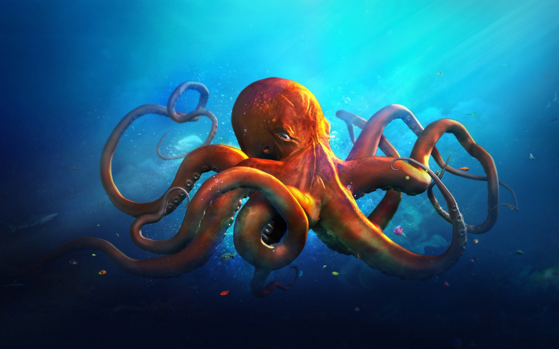 Octopus hd papers and backgrounds