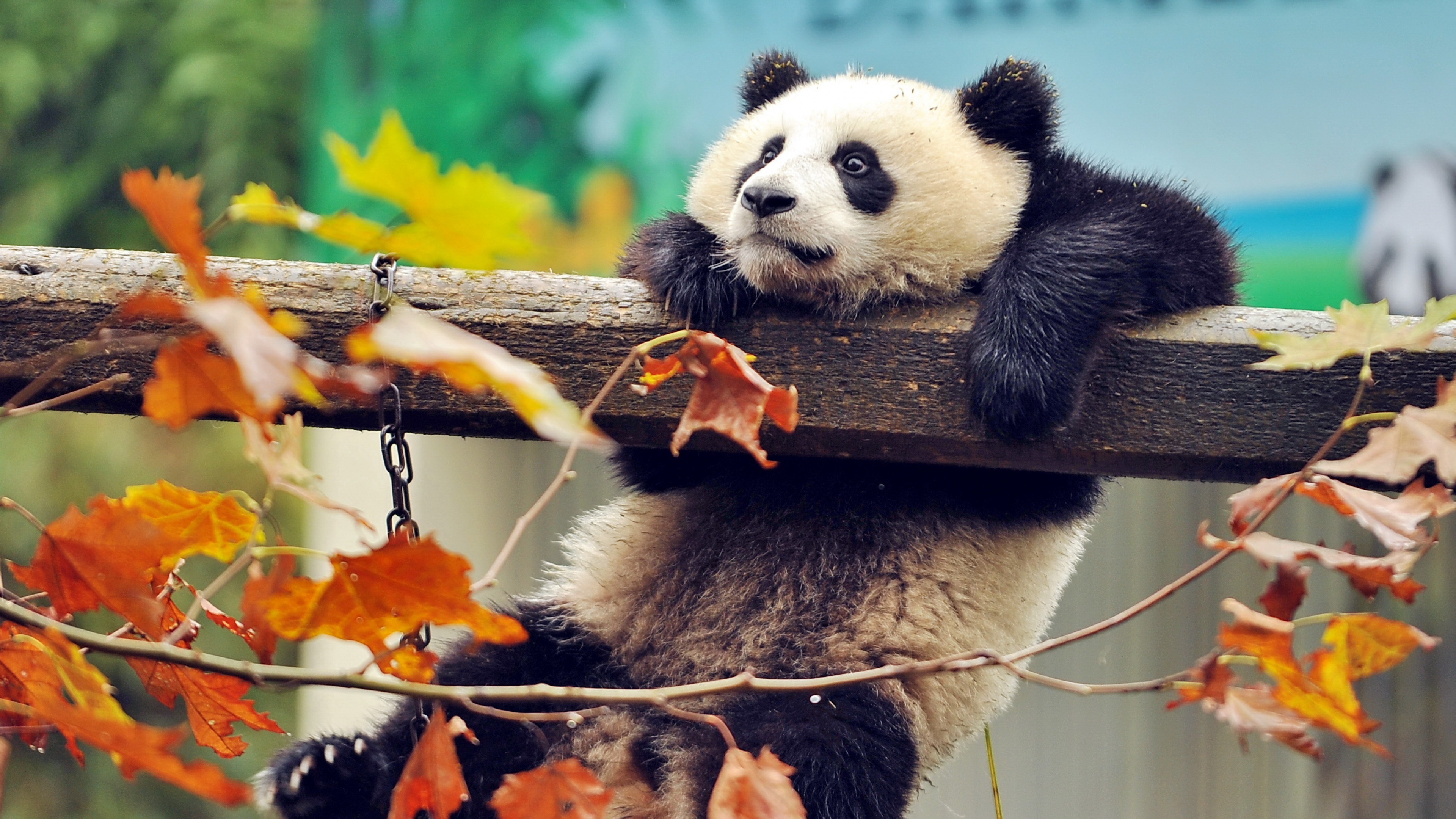 Cute panda hd animals k wallpapers images backgrounds photos and pictures
