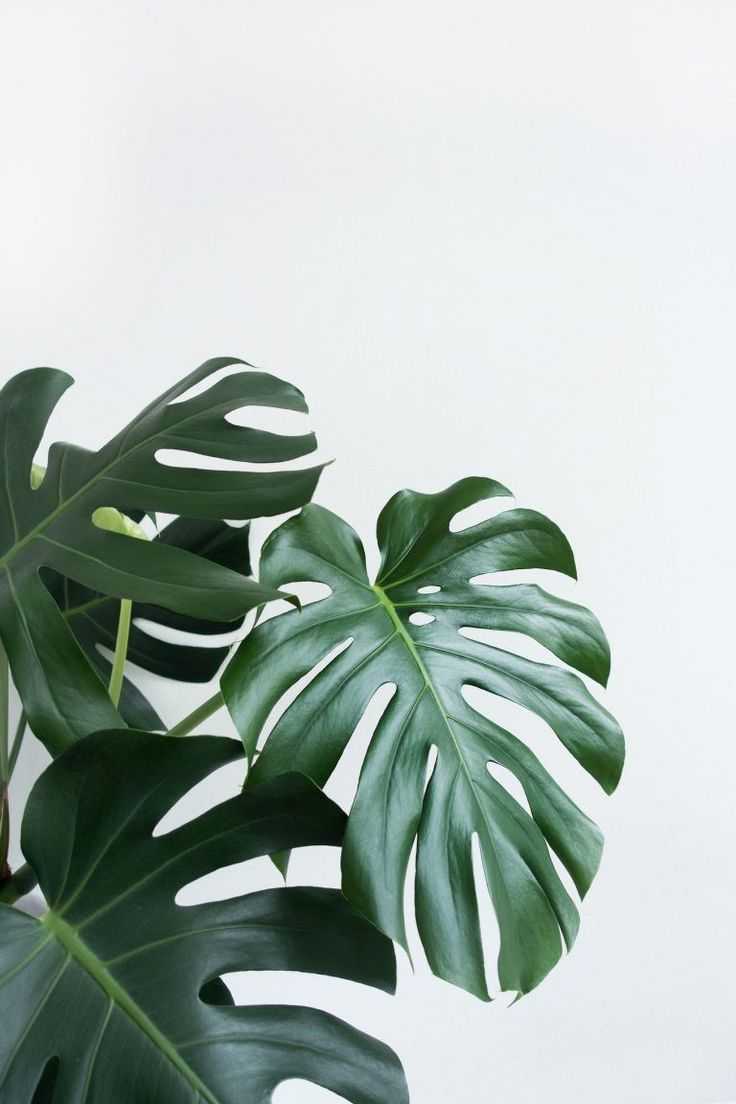 Plant aesthetic wallpaper
