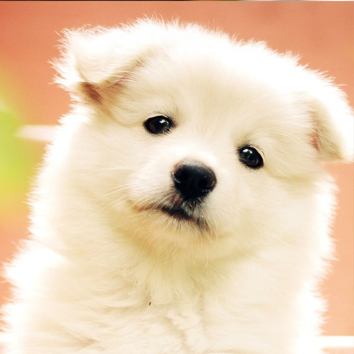 Cute puppy wallpaperappstore for android