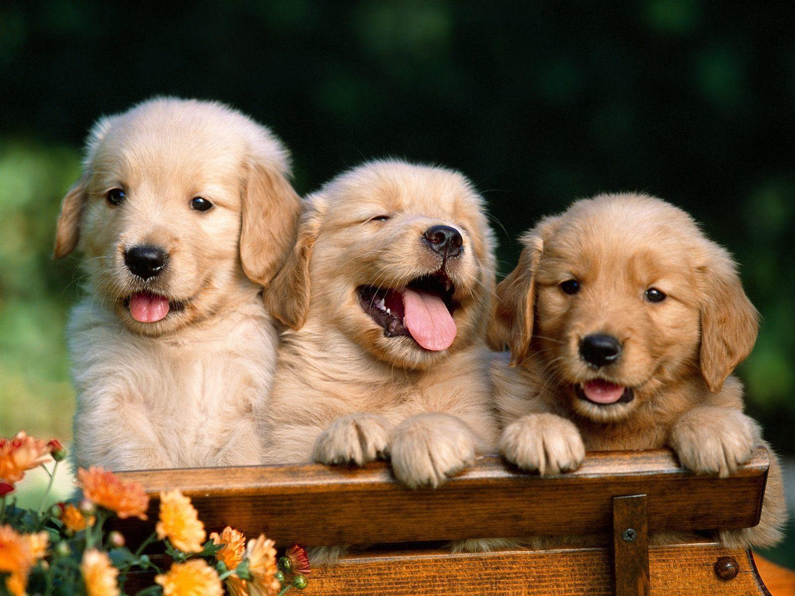 Puppy wallpapers