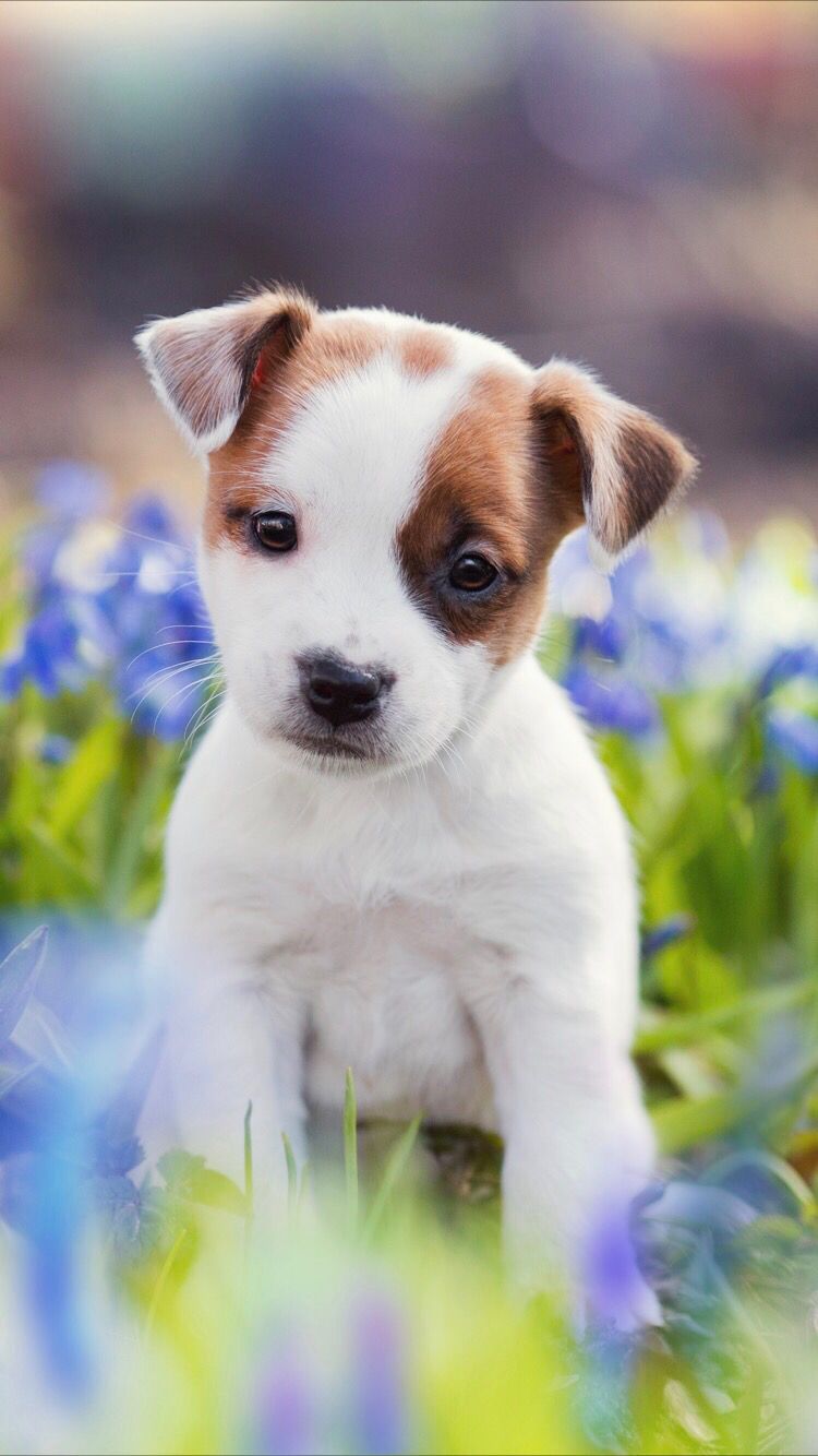 Cute puppy cute puppy wallpaper puppy wallpaper cute dogs images