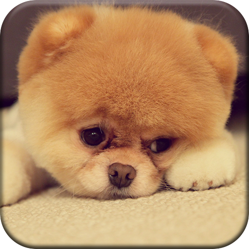 Cute puppy wallpapersappstore for android