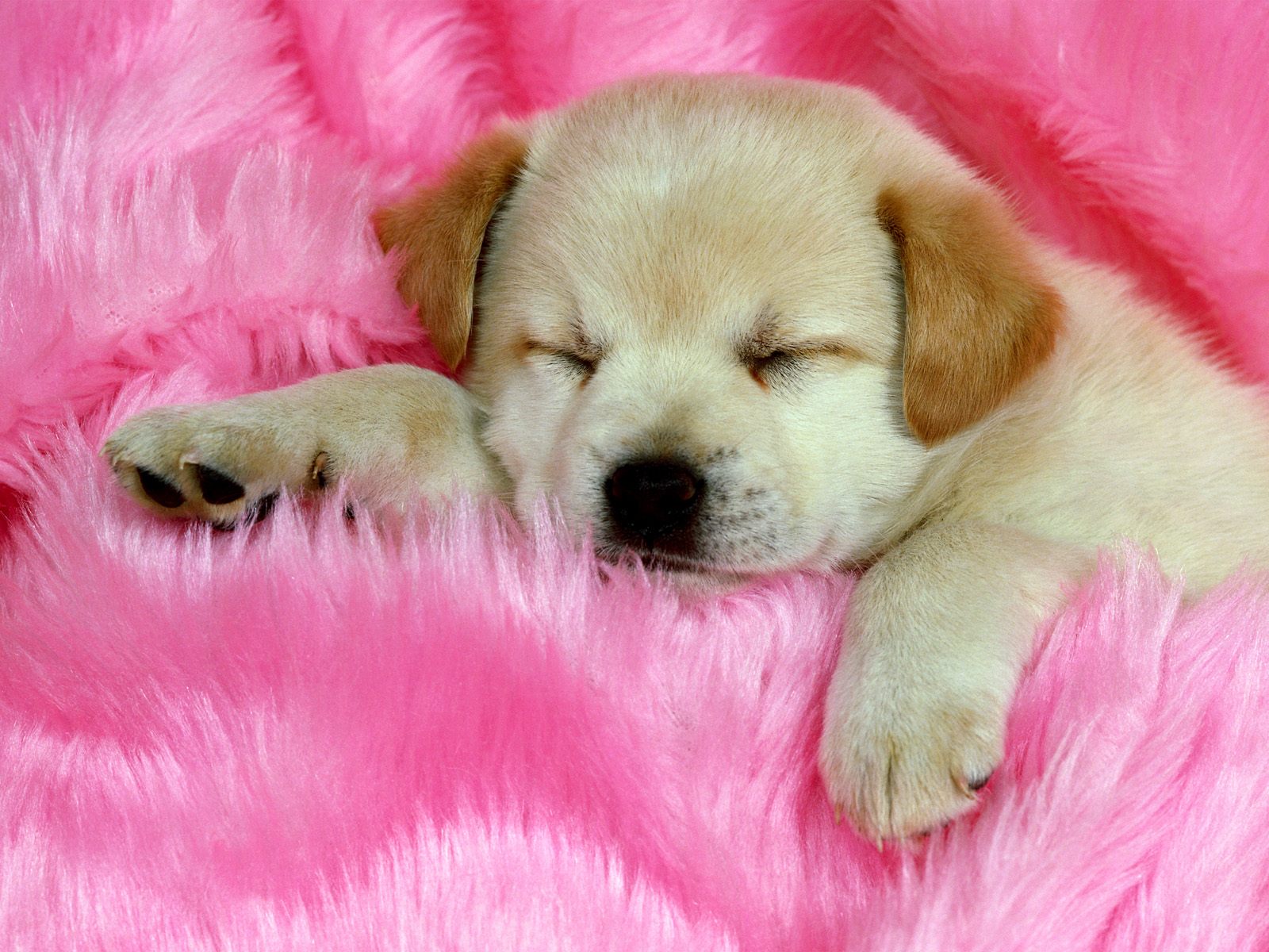 Cute wallpapers of puppies