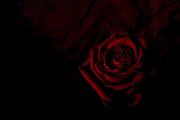 A flower of dark background stock photo free download
