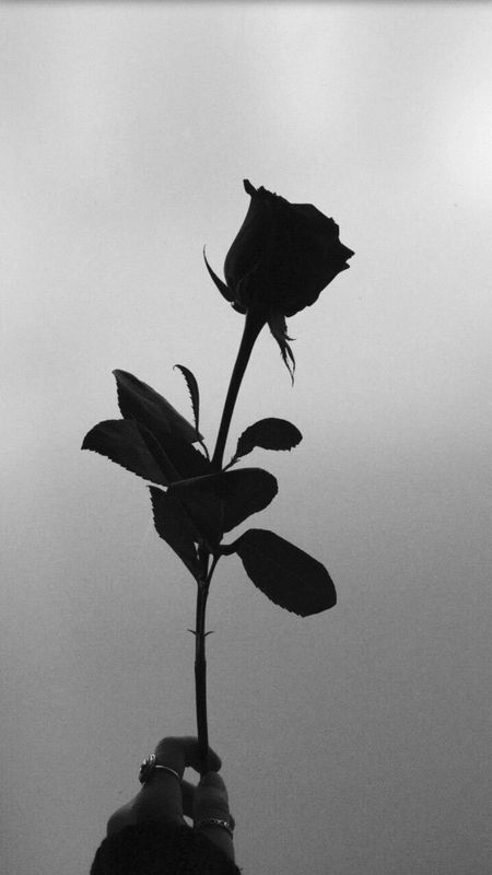 Black rose dark rose wallpaper download