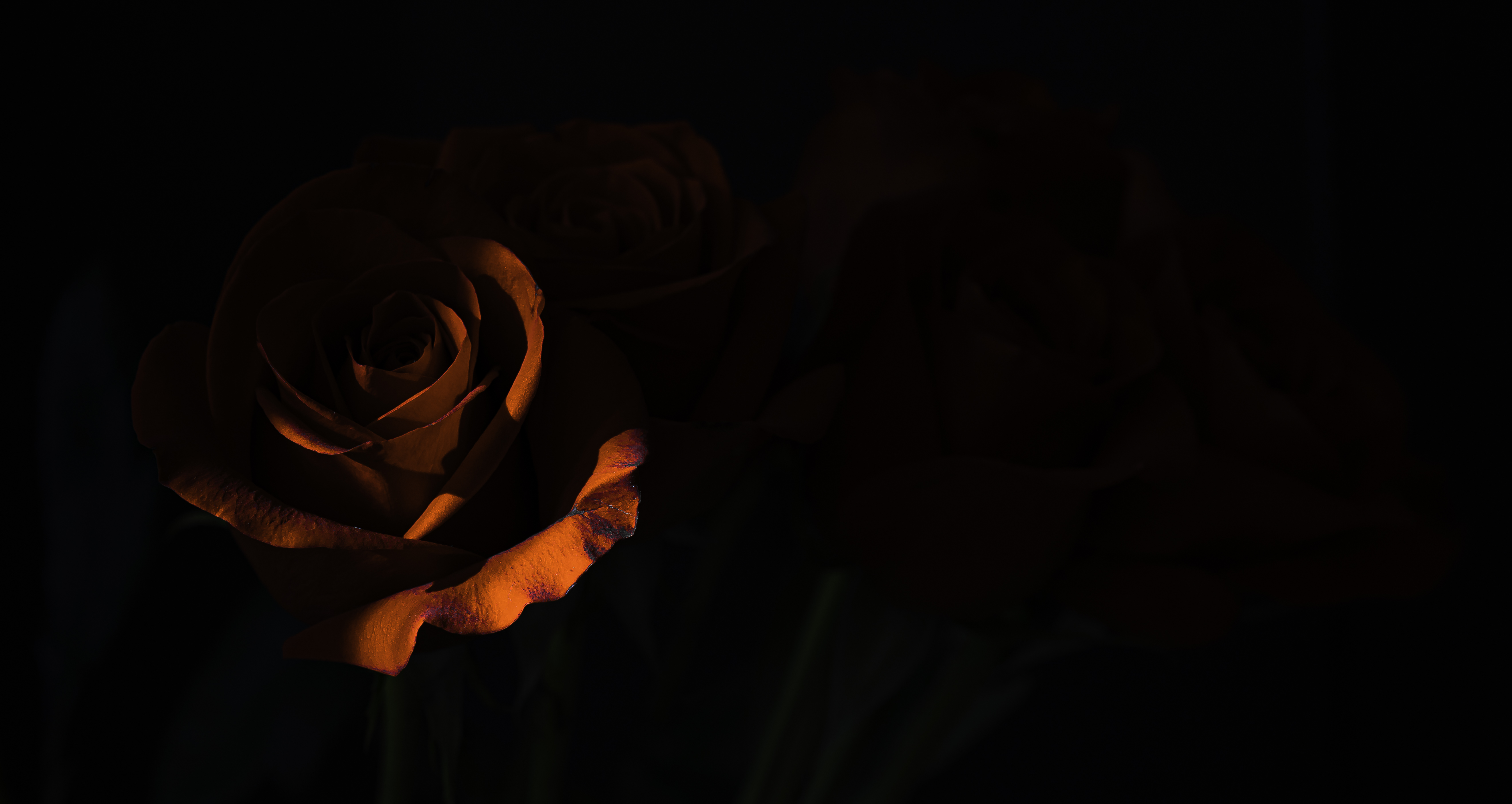 X morning rose dark k x resolution hd k wallpapers images backgrounds photos and pictures