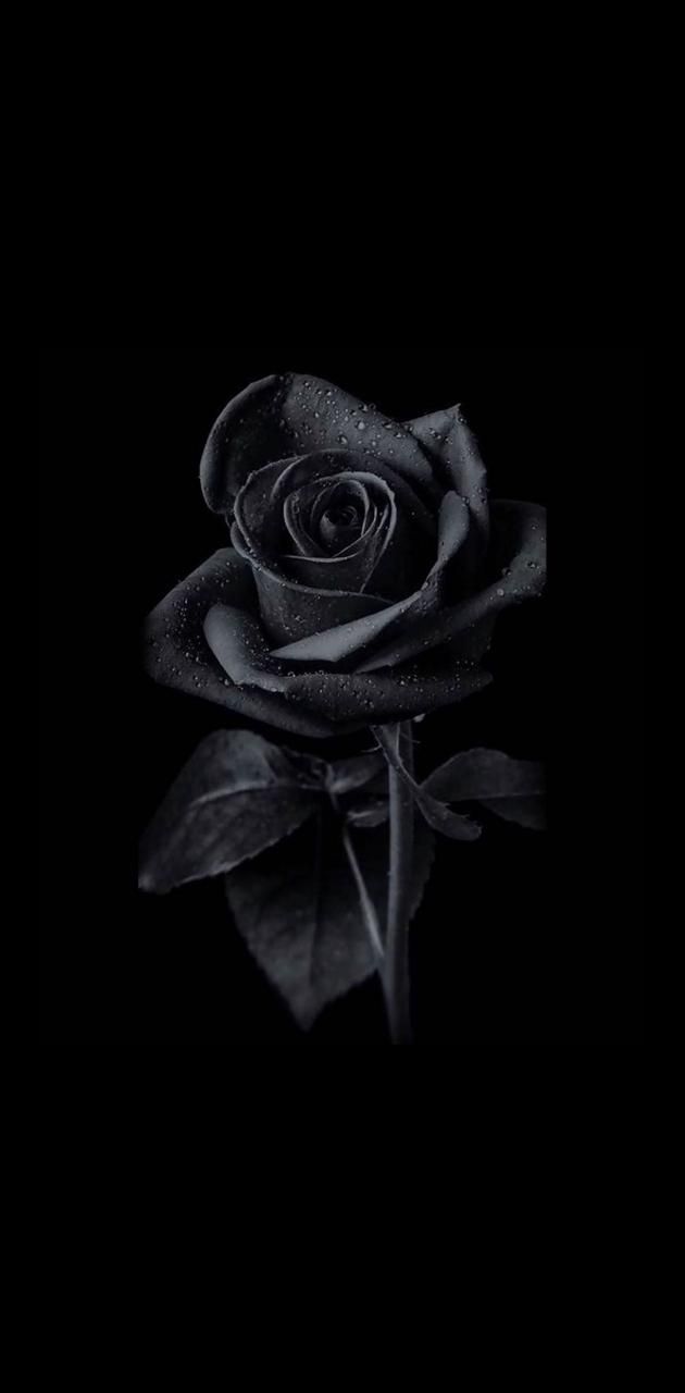 Download black rose wallpaper by abtahialamking
