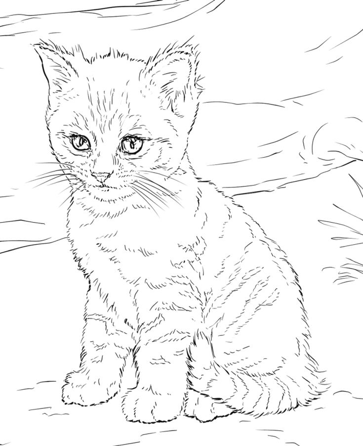 Cat coloring pages for adults