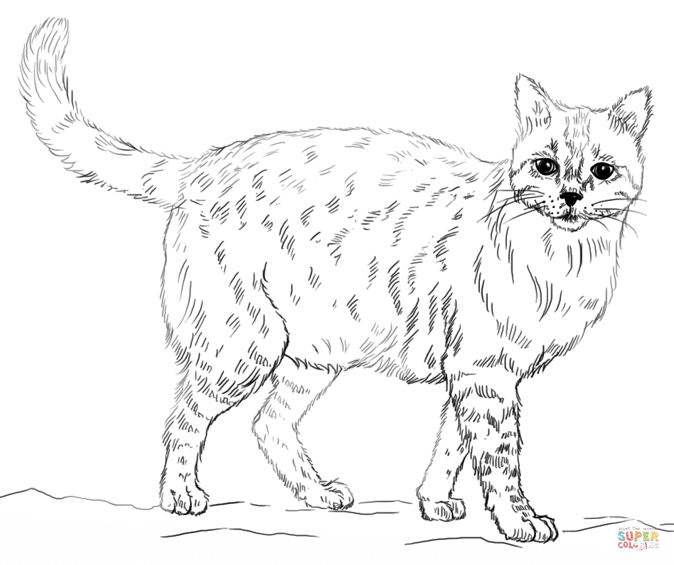 Realistic cat coloring page free printable coloring pages
