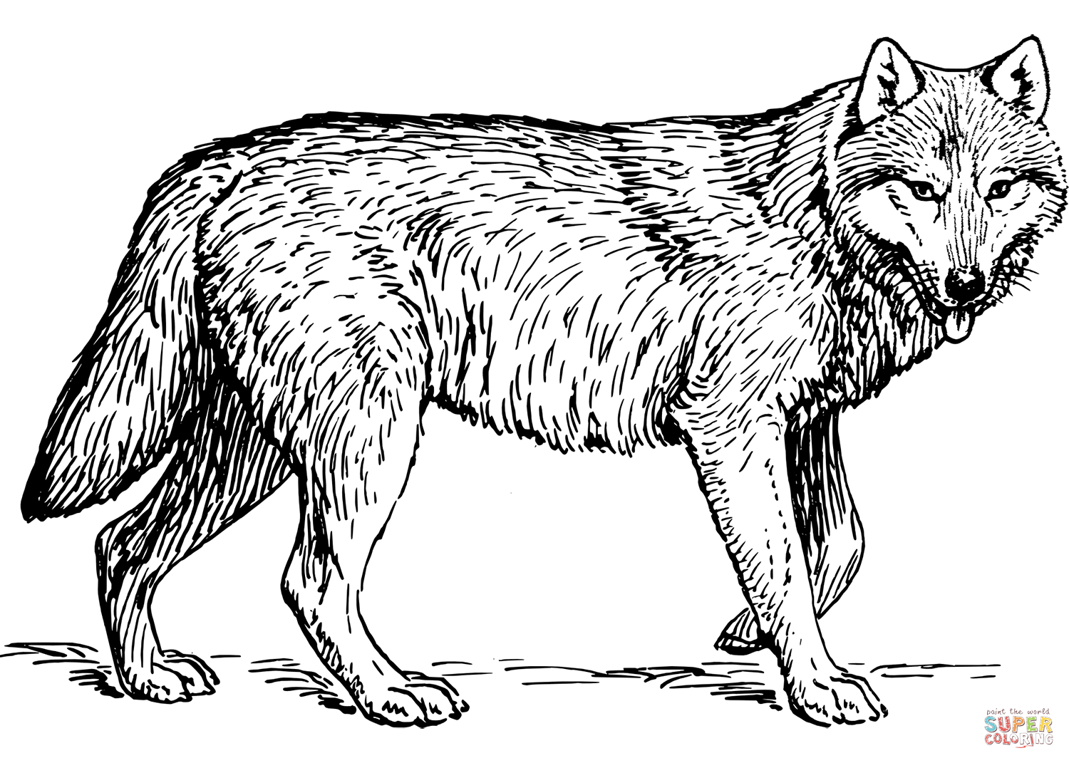Realistic wolf coloring page free printable coloring pages