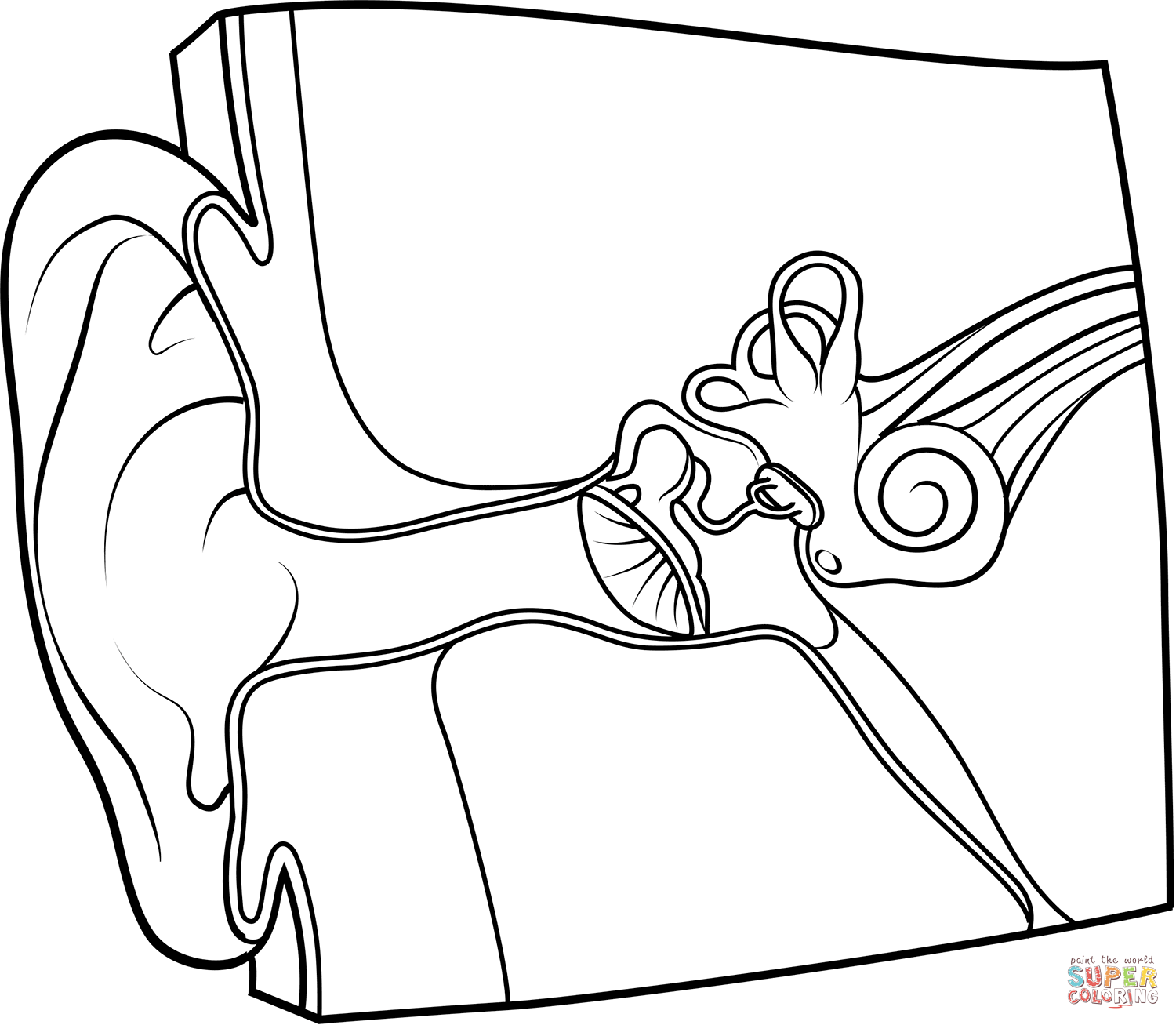 Ear anatomy coloring page free printable coloring pages
