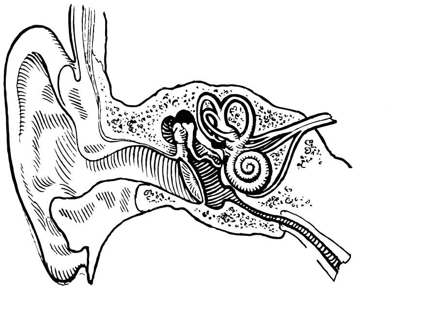 Coloring page ear internal and external