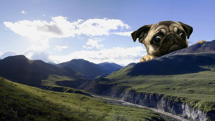 Dog cute meme landscape mountains dog wallpaper pug wallpaper pugs