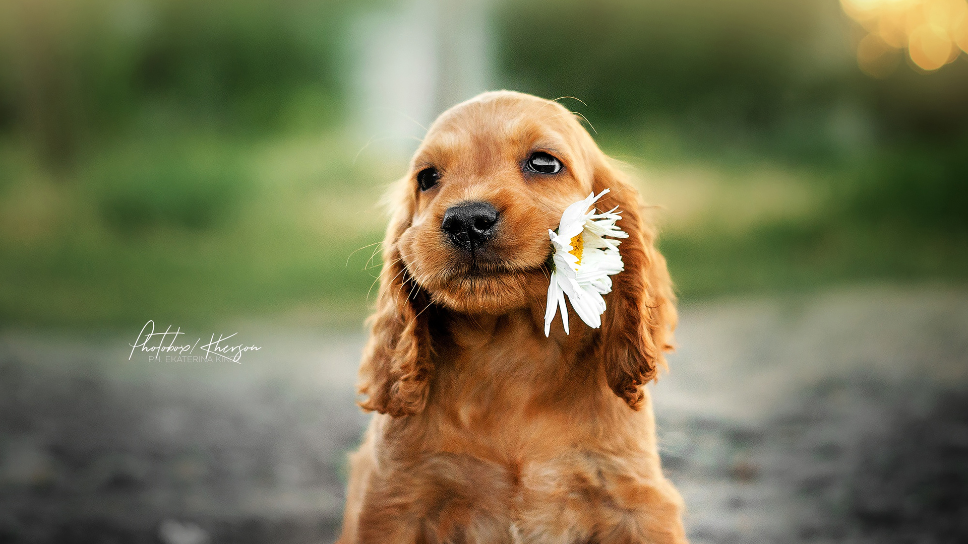 X dog with flower in mouth laptop full hd p hd k wallpapers images backgrounds photos and pictures
