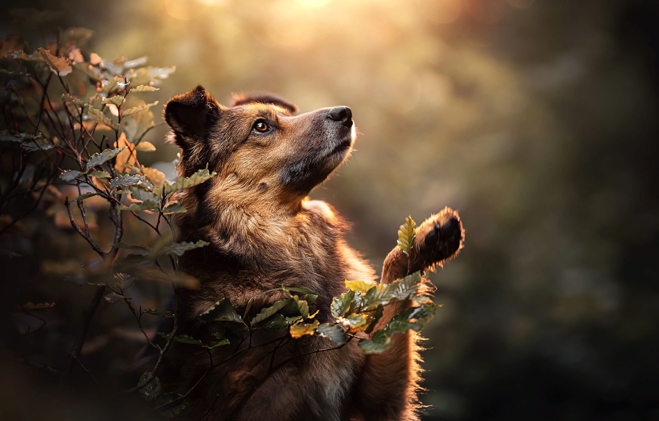 Wallpaper leaves branches nature pose animal dog dog images for desktop section ñððððºð