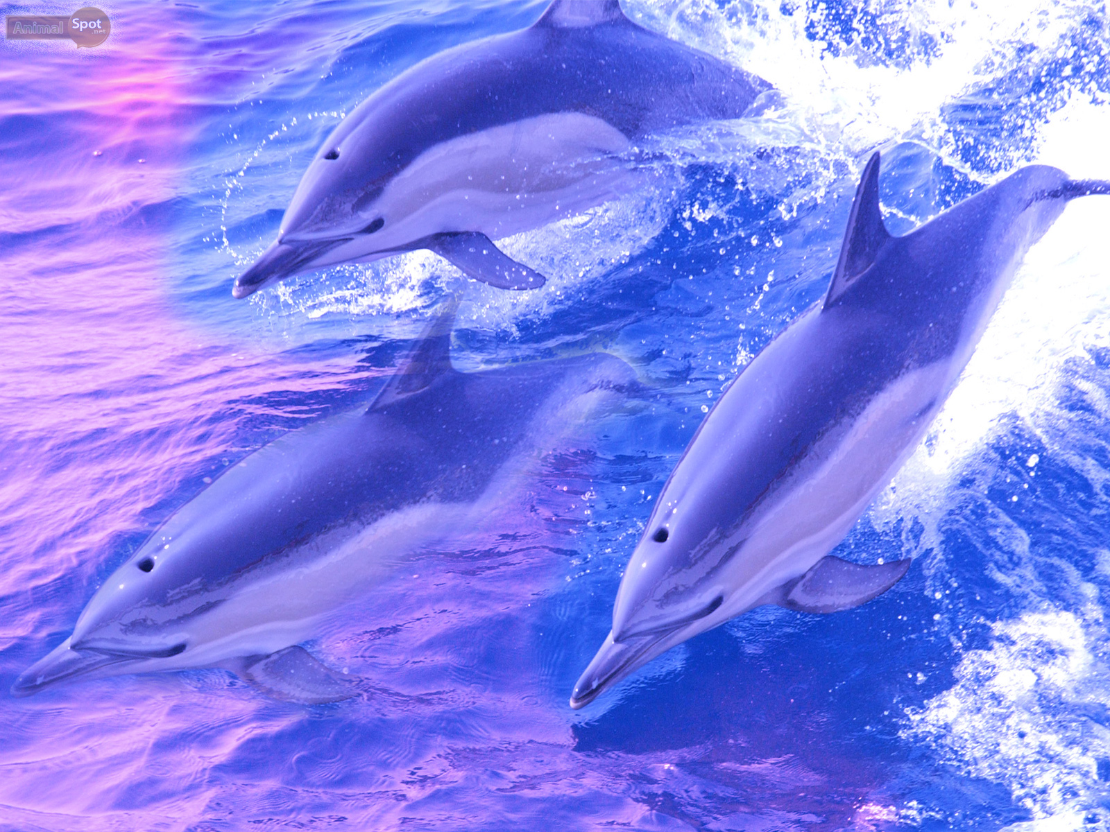 Dolphin wallpapers