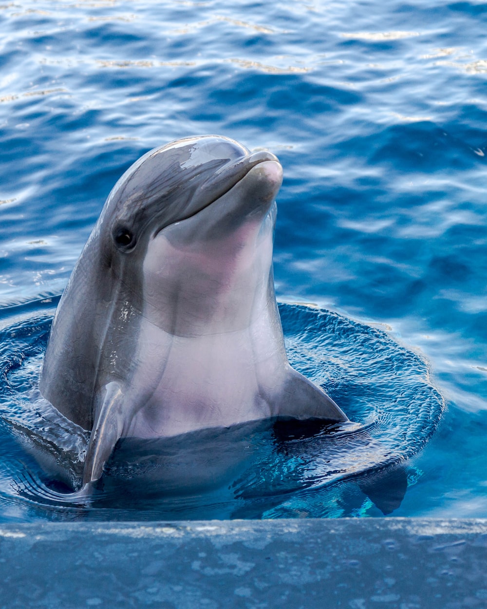 Dolphin wallpapers free hd download hq