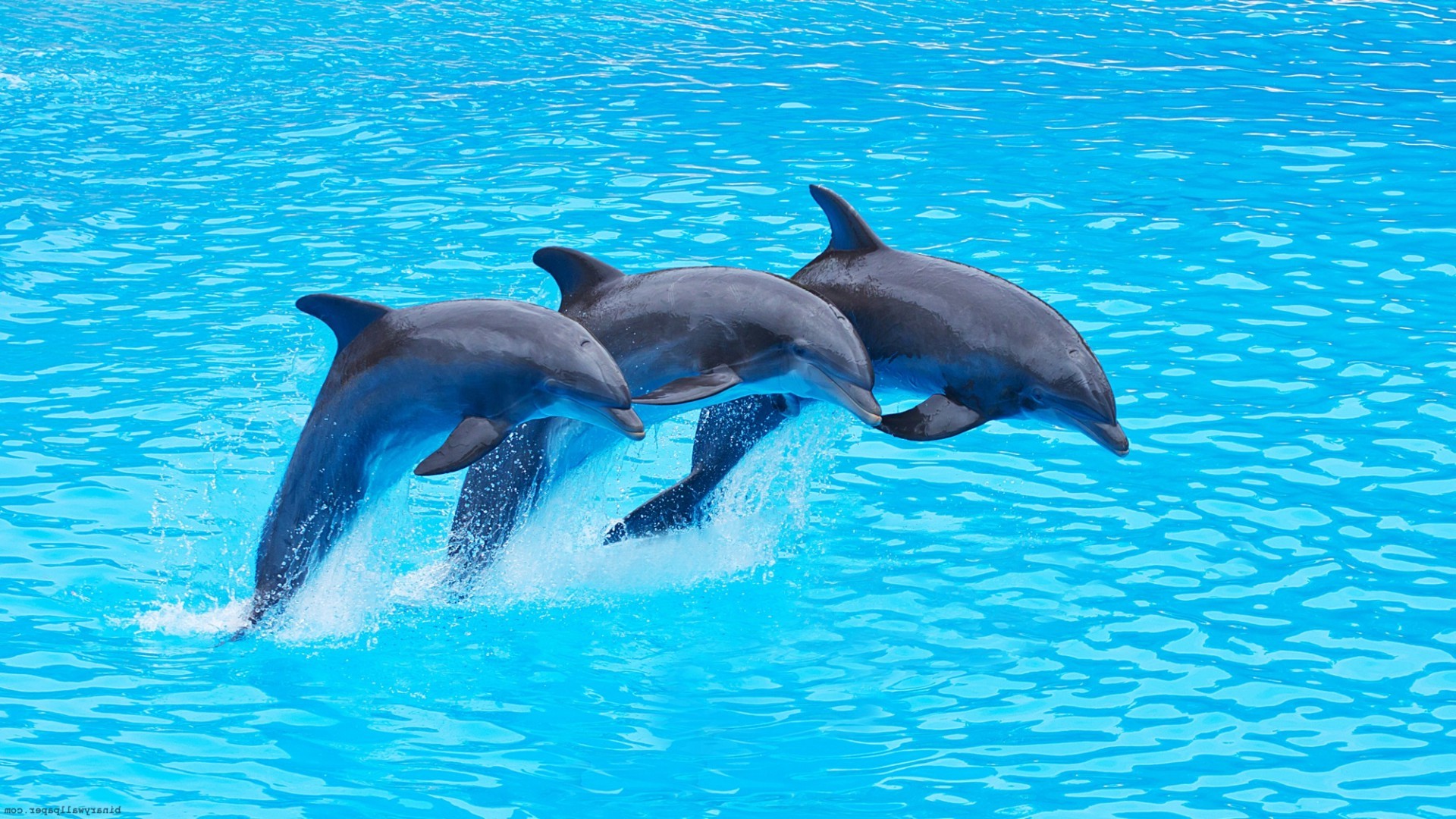 Dolphin wallpapers hd