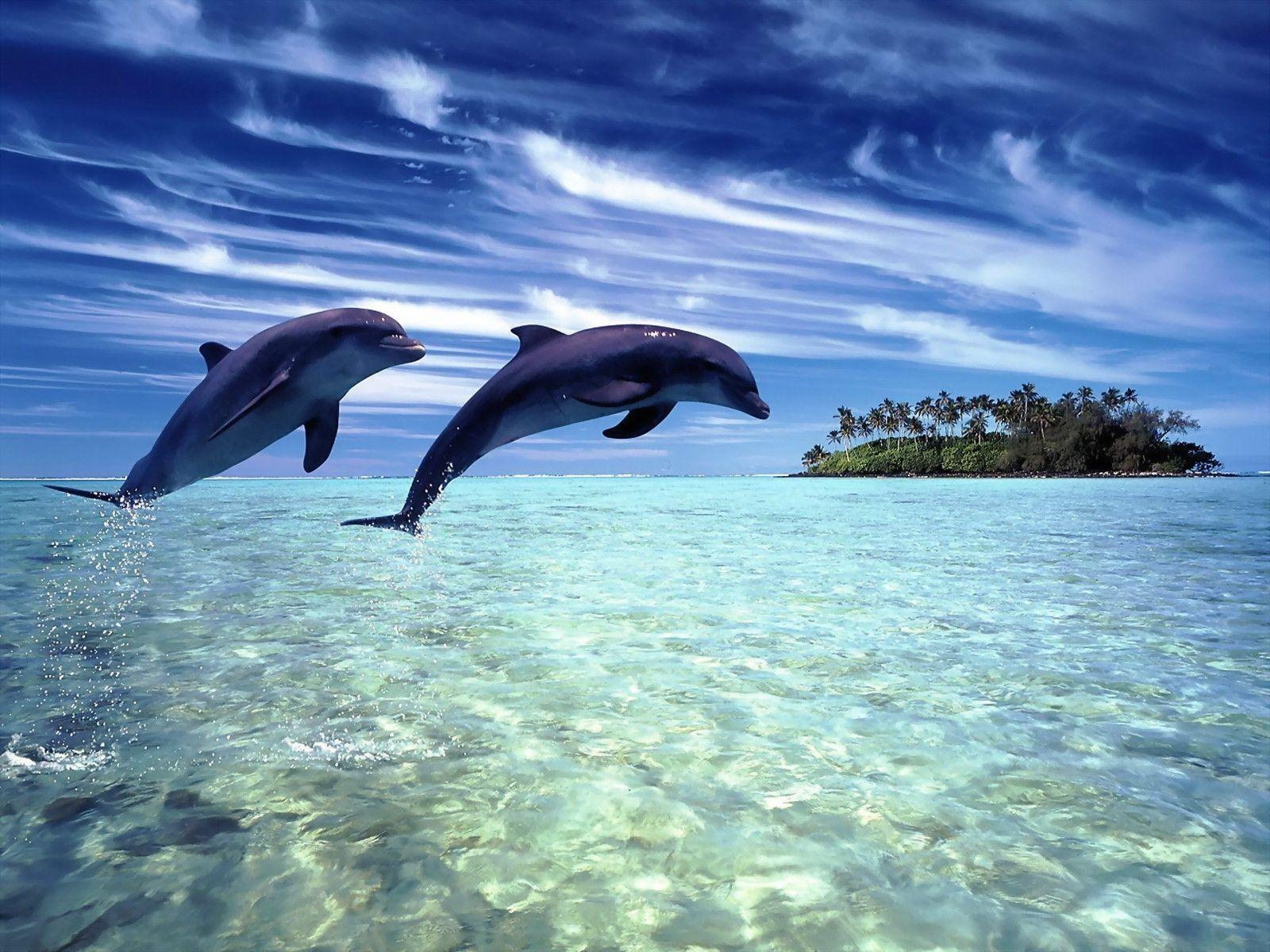 Free dolphin wallpapers for desktop