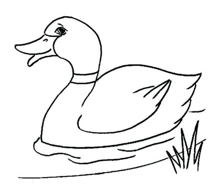 Free coloring pages donald duck duck pictures puppy coloring pages cartoon coloring pages