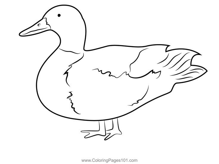 Mallard duck standing on one leg coloring page mallard duck coloring pages color