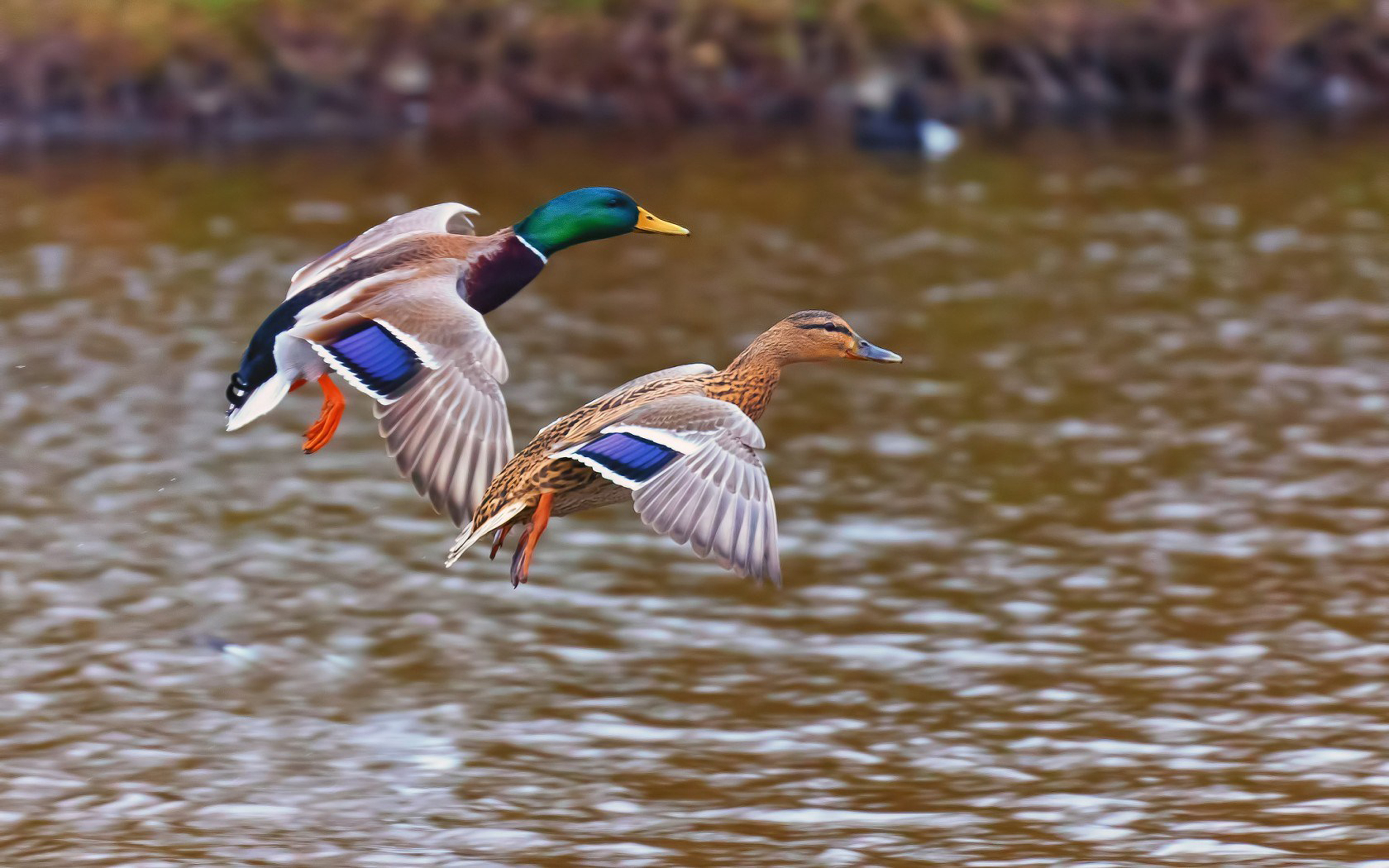 Ducks birds landing in the lake desktop wallpaper hd free download x