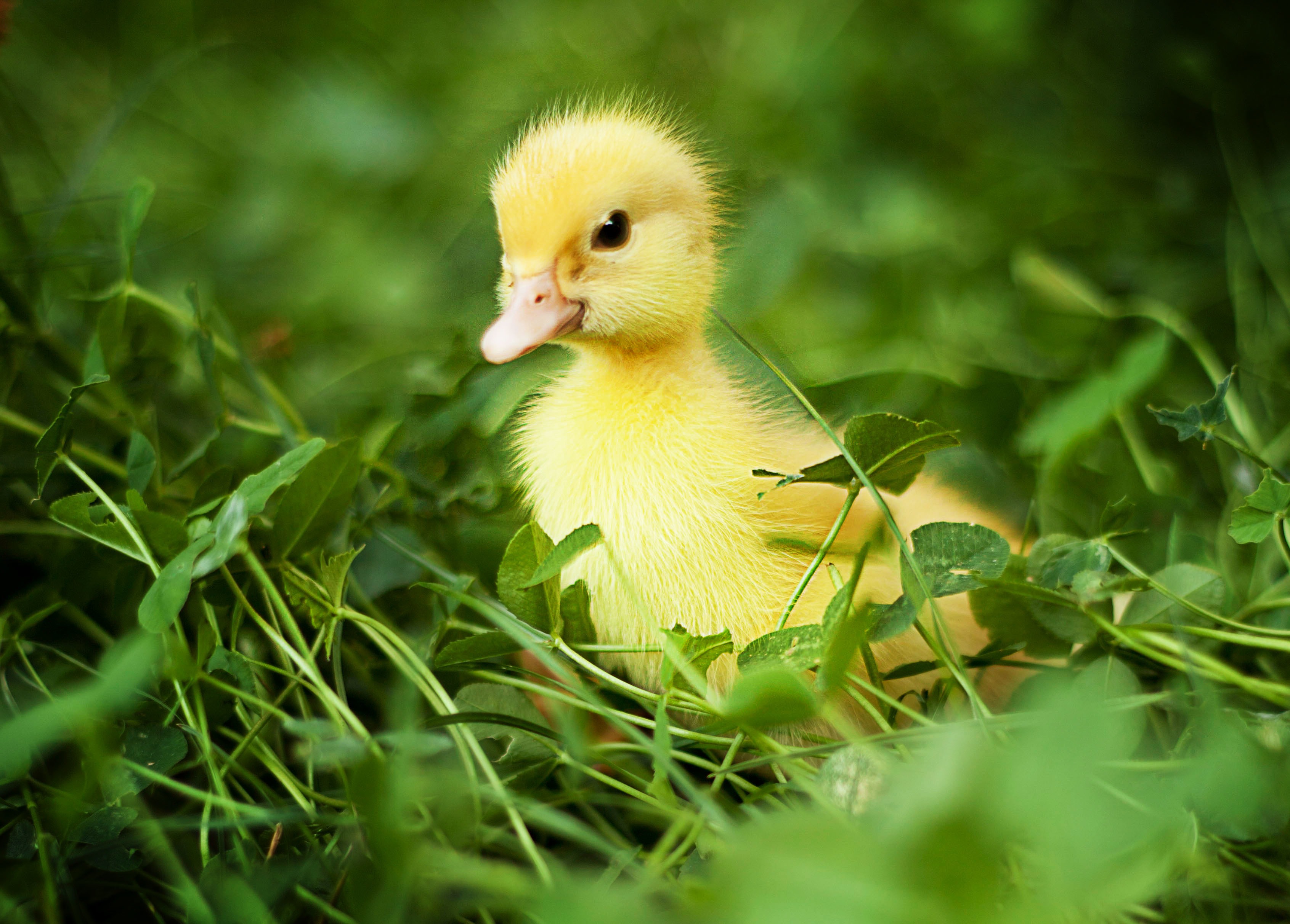 Duck hd wallpapers and background images â yl computing
