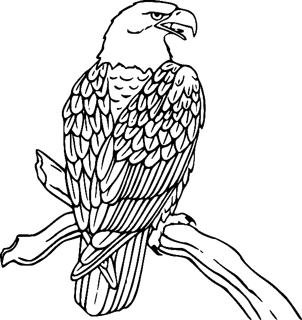 Eagle coloring pages printable for free download