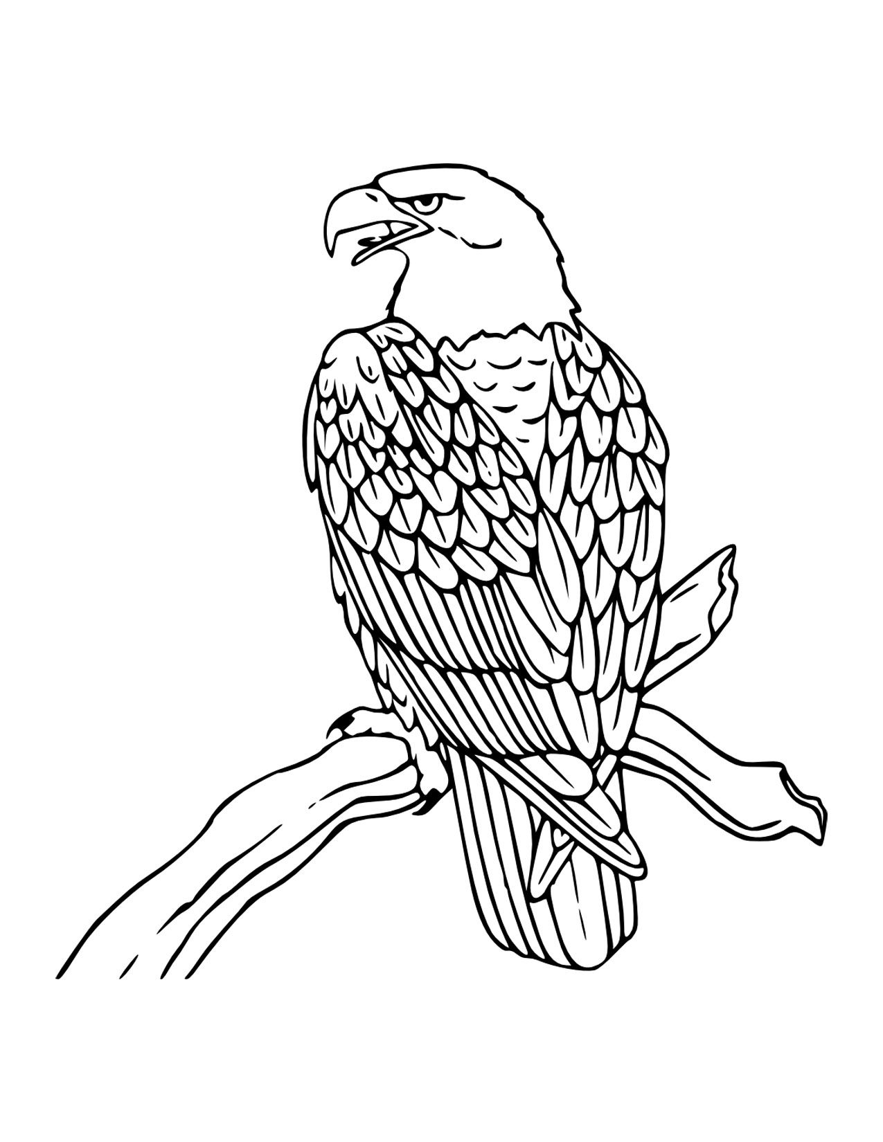 Bald eagle coloring pages for kids eagle drawing bird coloring pages animal coloring pages