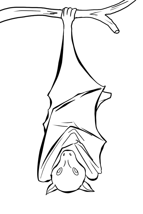 Hanging bat drawing bat coloring pages bat sketch coloring pages