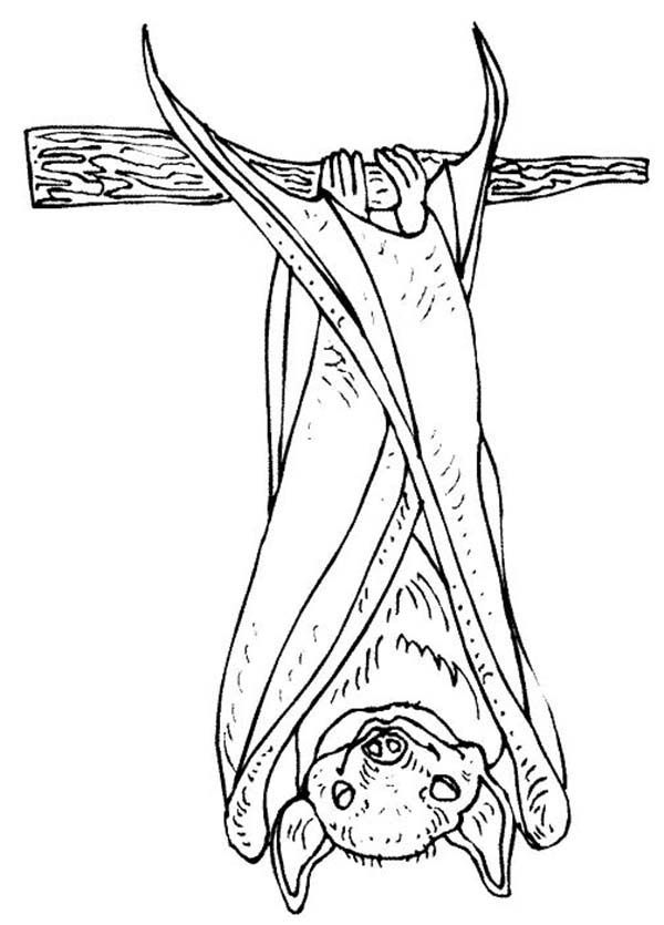 Bats hanging on tree branch coloring page coloring pages bat coloring pages pictures to draw