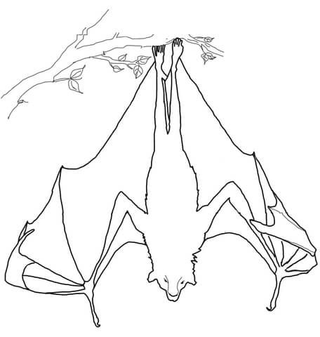 Flying fox hanging upside down coloring page free printable coloring pages bat coloring pages fox bat fox coloring page