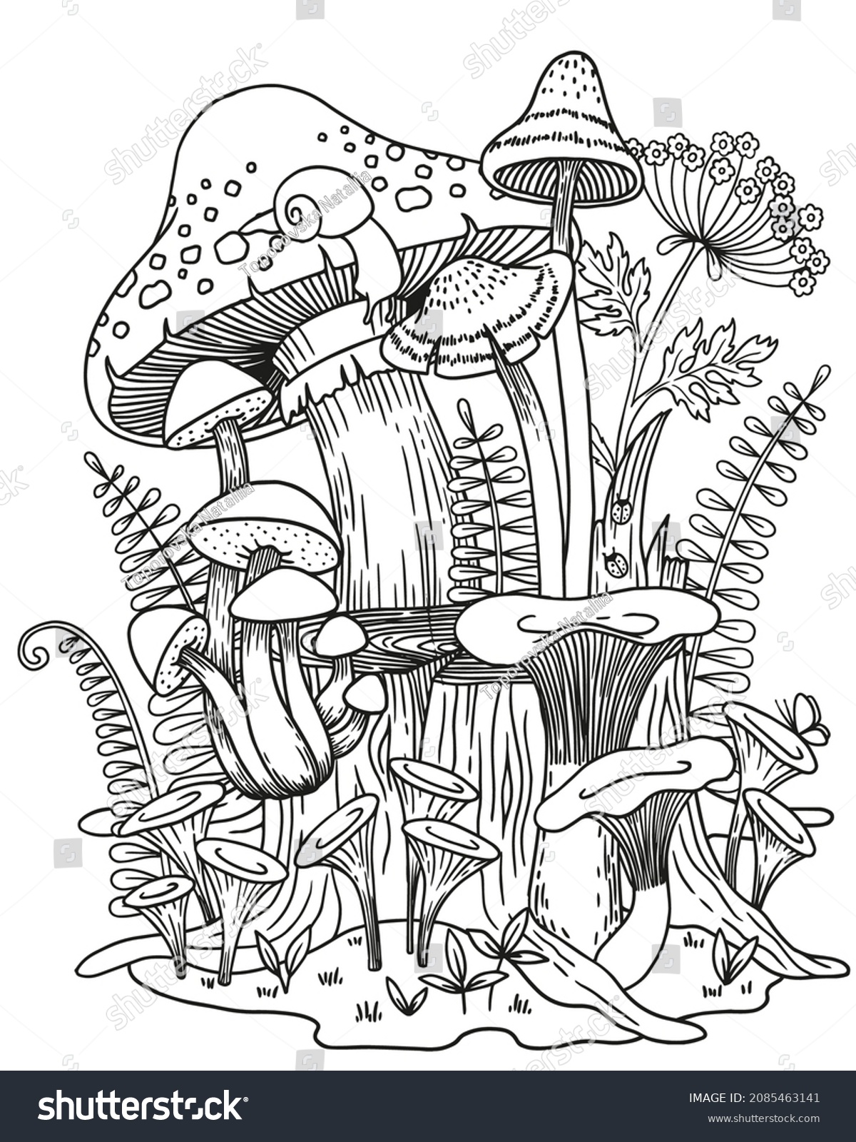 Adult coloring pages mushrooms images stock photos d objects vectors