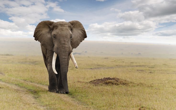 Elephant puter wallpapers desktop backgrounds x id elephant wallpaper african elephant elephant pictures