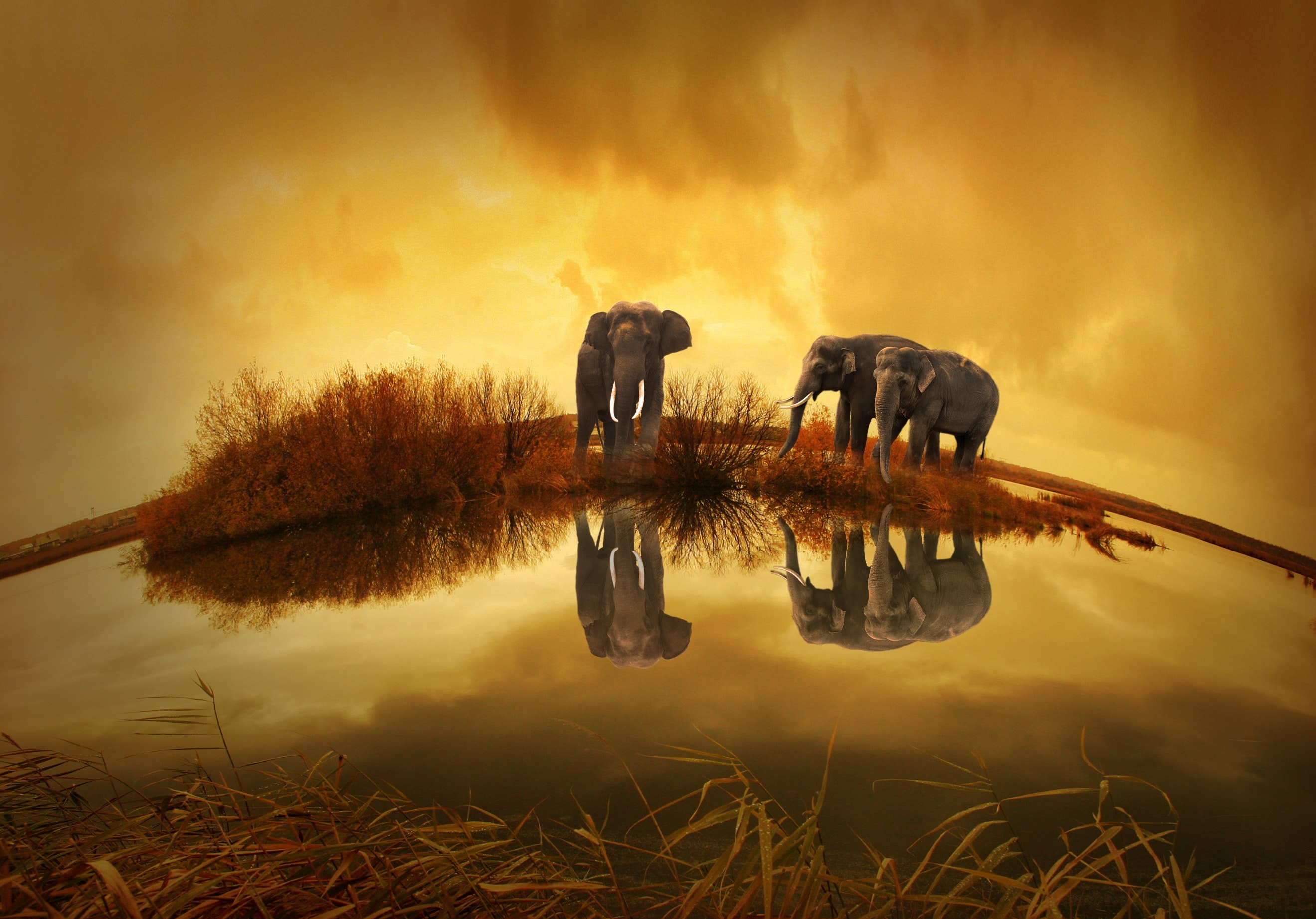 Best elephant images