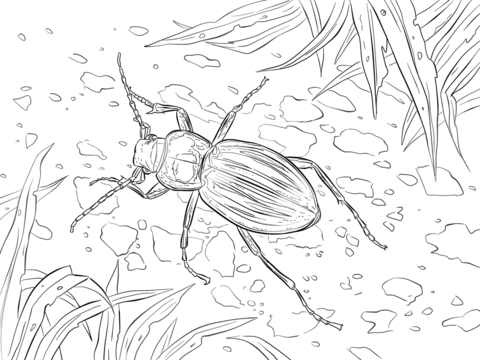 Dibujo de escarabajo de tierra para colorear dibujos para colorear imprimir gratis