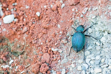 Insecto de color azul carabajo de tierra azul foto premium