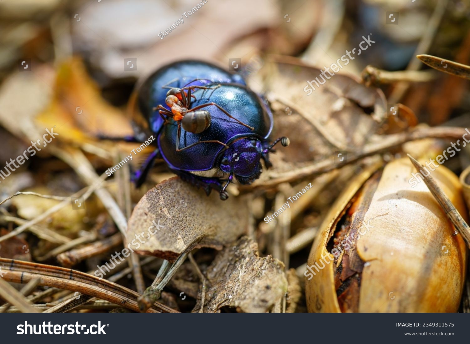 Imãgenes fotos de stock objetos en d y vectores sobre escarabajo de dung
