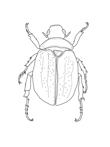 Dibujo de escarabajo sagrado para colorear dibujos para colorear imprimir gratis