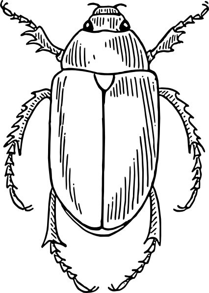 Vector clip art online royalty free public domain insect loring pages beetle art loring pages
