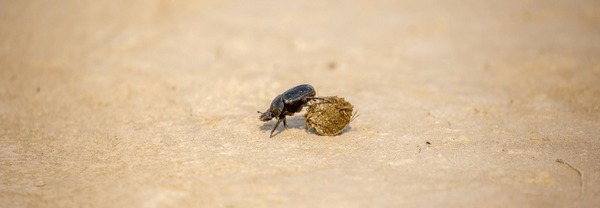 Imãgenes fotos de stock objetos en d y vectores sobre animal beetle