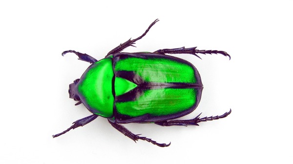 Imãgenes fotos de stock objetos en d y vectores sobre colorful beetle isolated