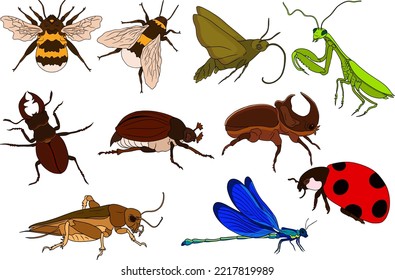 Imãgenes fotos de stock objetos en d y vectores sobre escarabajo animado