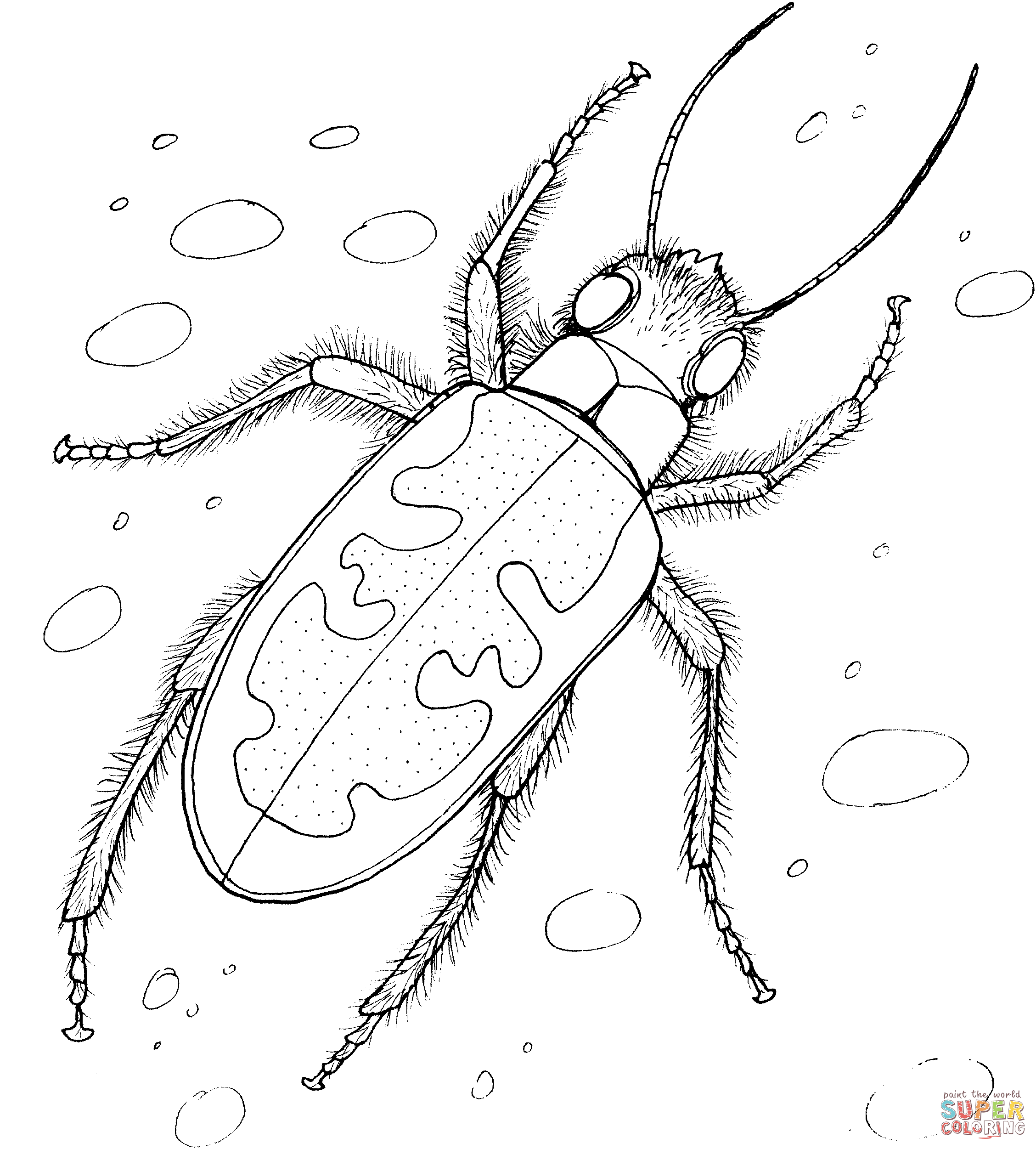 Dibujo de un escarabajo tigre para colorear dibujos para colorear imprimir gratis