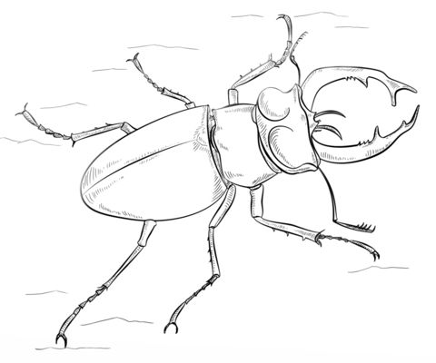 Carabajo negro macho del ote dibujo para colorear categorãas carabajos pãginas para imprimir y câ carabajo dibujo cãmo dibujar cosas arte de insectos