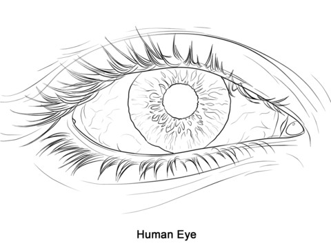 Human eye coloring page free printable coloring pages realistic eye drawing cartoon coloring pages realistic eye